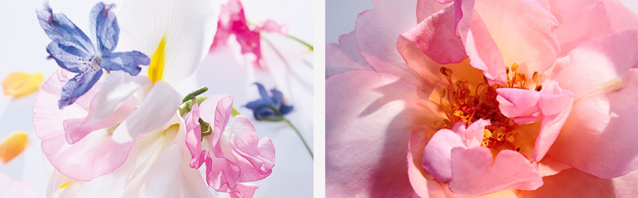 Miss dior eau sales de toilette boots